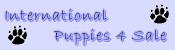 Puppydogweb