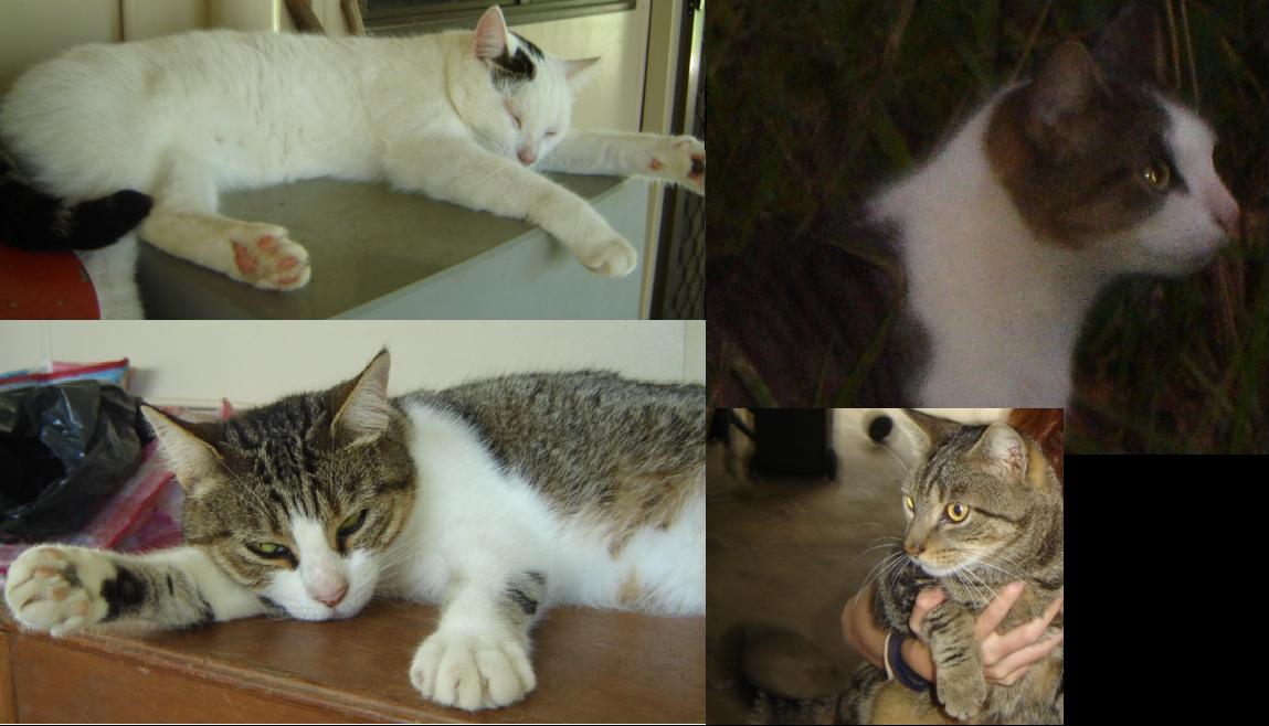 The Four cats, Tiger, Ripper, Pussy and Keke
