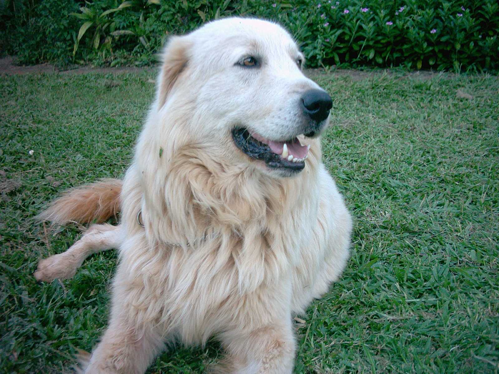 Beau
