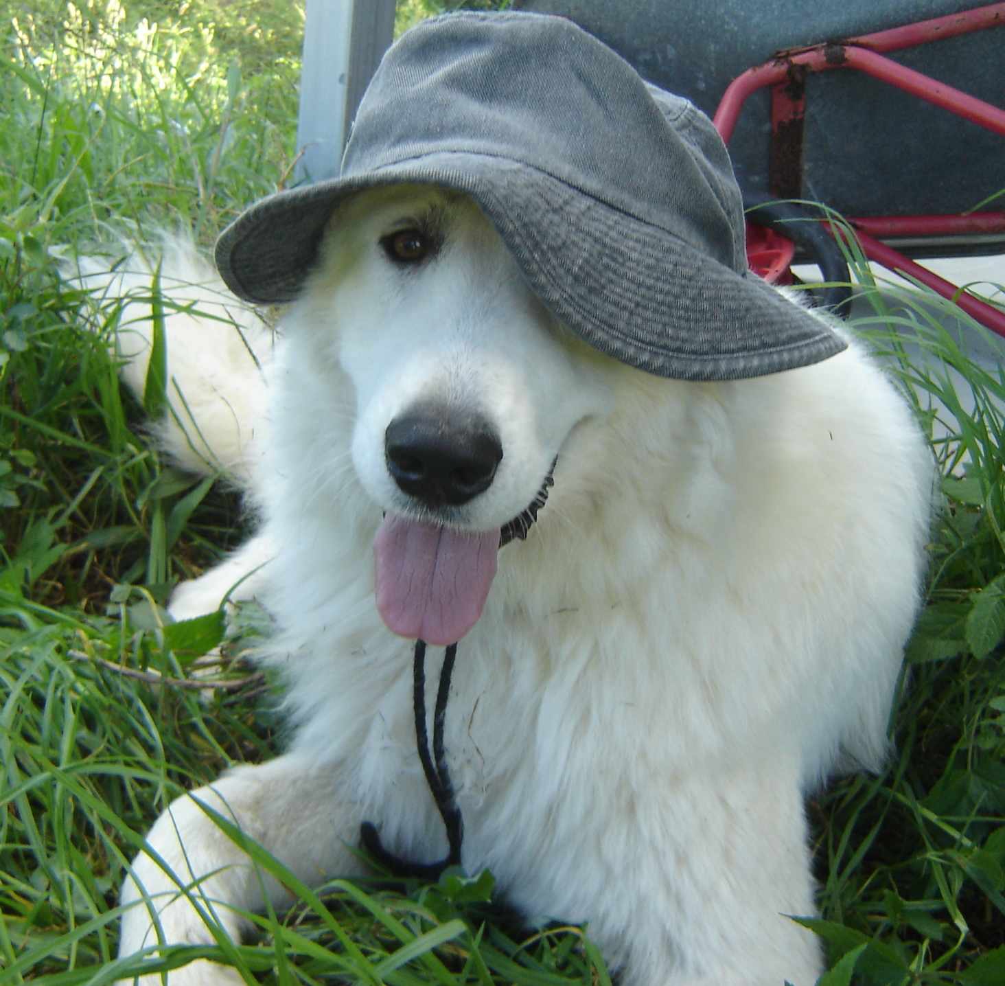 Neige with hat! Neige is sunsafe. Though I'm still working on the sunscreen being taken internally...