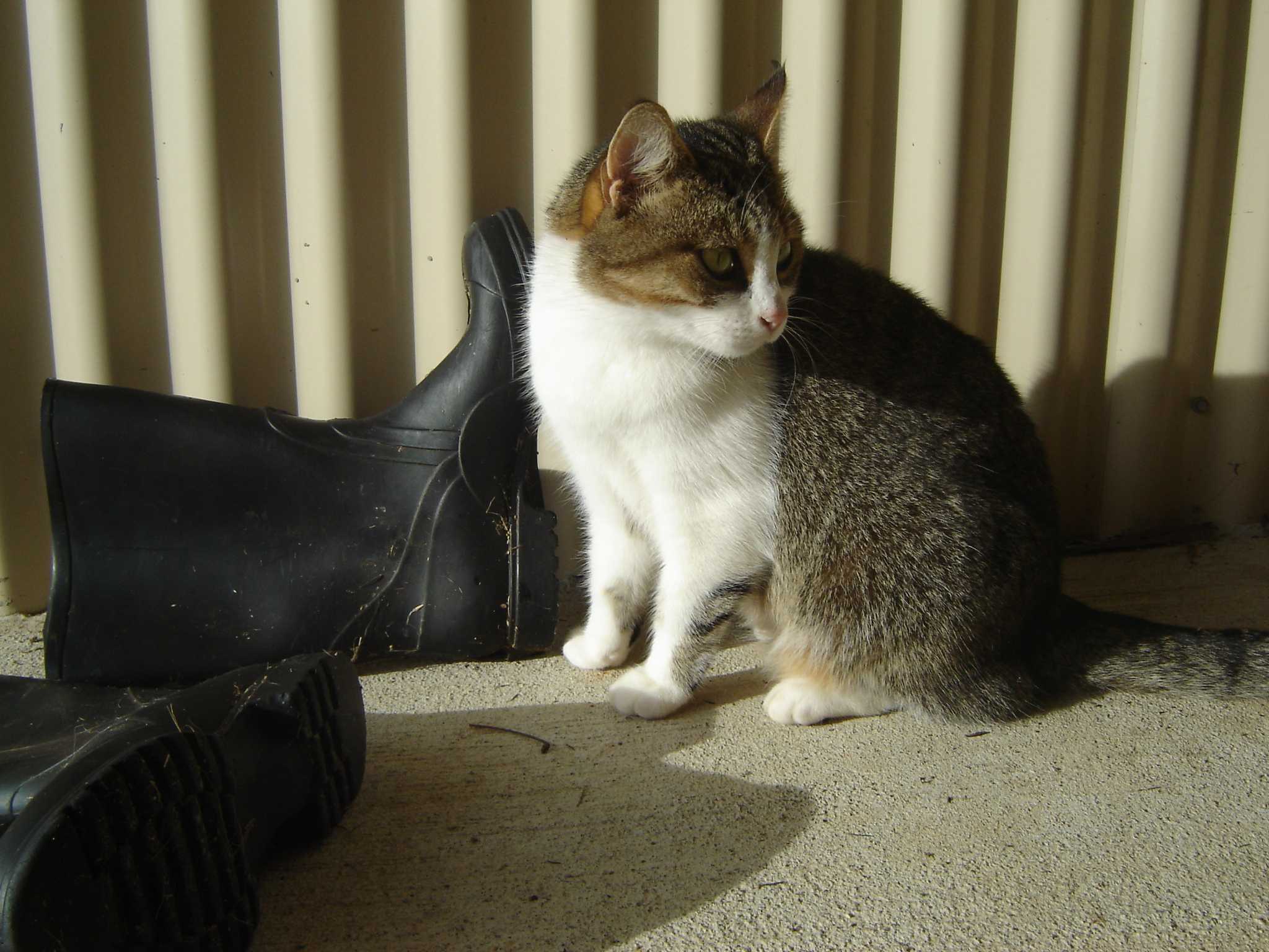 Pussy the cat