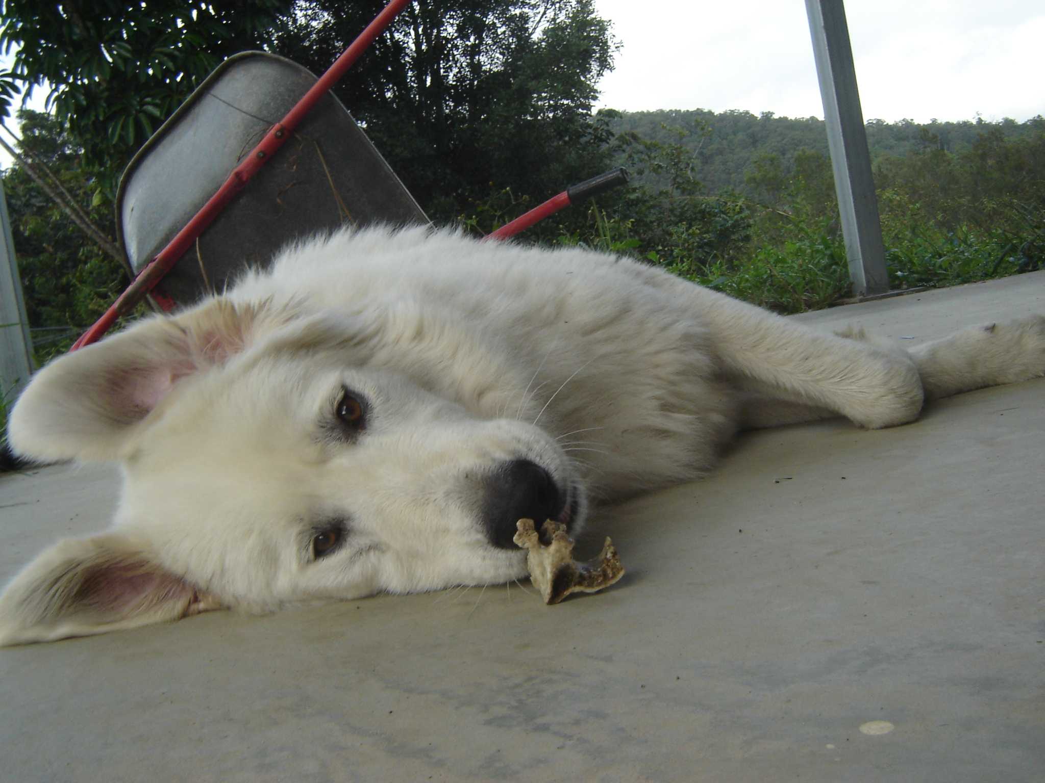 Neige with his bone