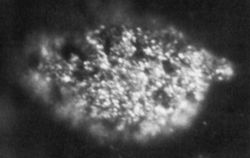 Berkelium