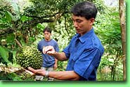 Durian fruits