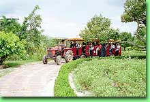 Truck leading to the orchard