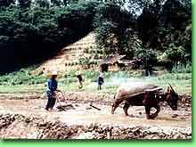 Muen Sam water buffalo at the working farm