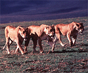 No longer being fed by the Romans, these lions must seek out tasty Christians elsewhere.