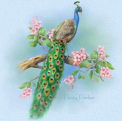 Peacock