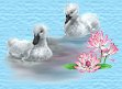 Swans