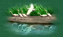 Egrets