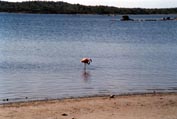 bonaire_08s.jpg (11379 bytes)