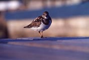 bonaire_10s.jpg (9501 bytes)