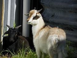 Littel Goats