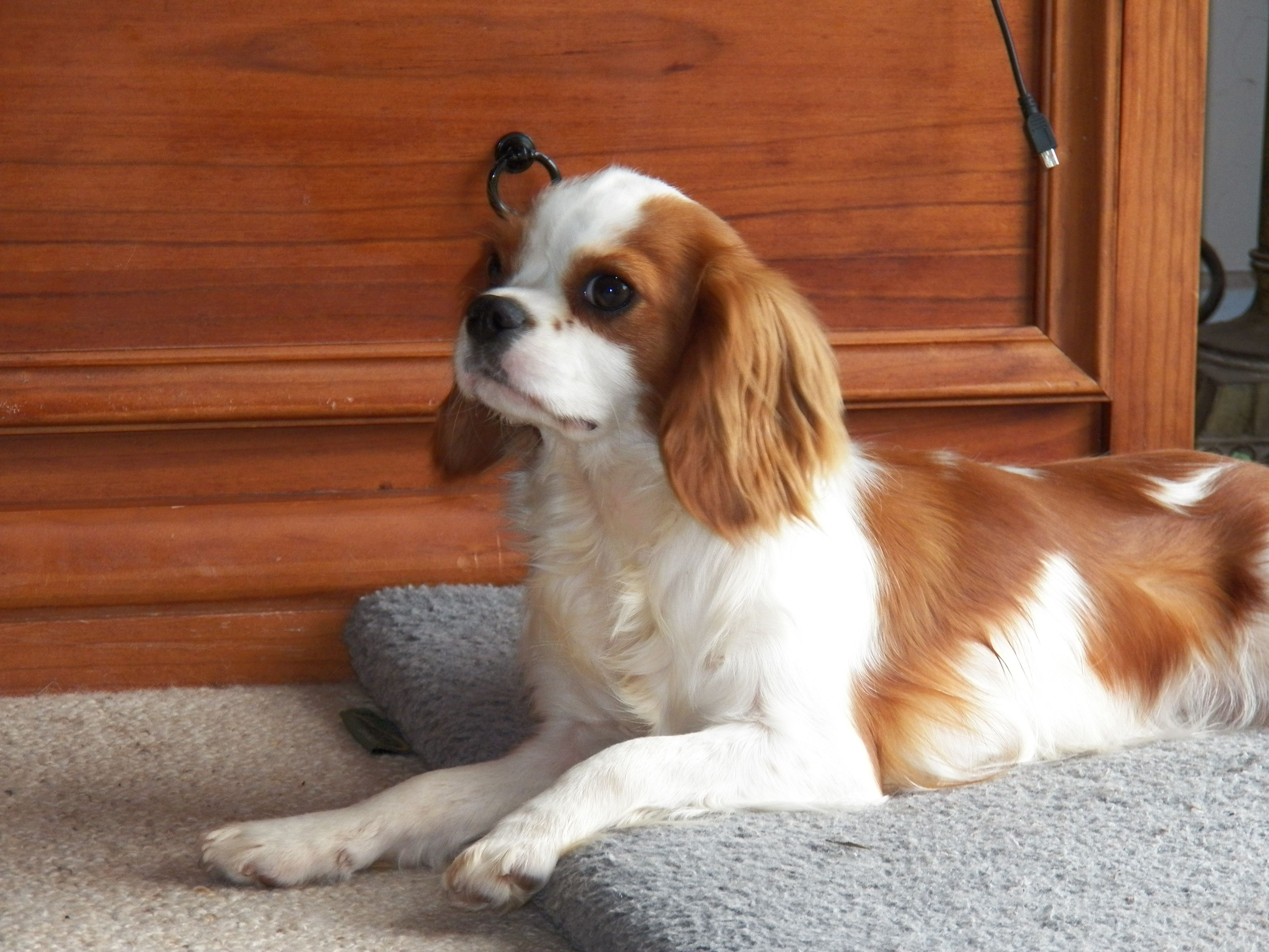 Miss Daisy