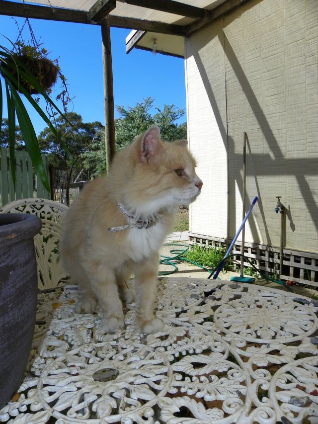 Sarabi