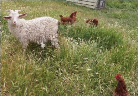 Goats and chooks