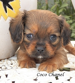 Coco