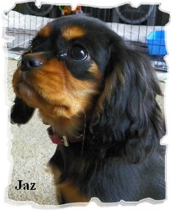 Jaz