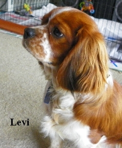 Levi