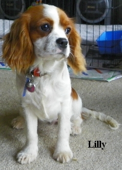 Lilly