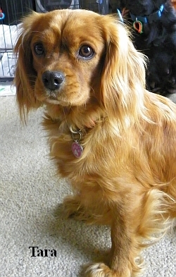 Tara