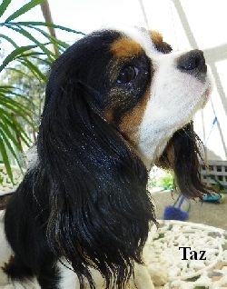 Tazman