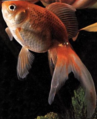 Goldie look-alike