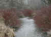 Creek_close.jpg (80484 bytes)