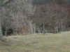 Creek_goose.jpg (89581 bytes)