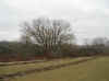 Field_tree.jpg (49706 bytes)