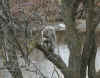 Squirrel_close.jpg (40313 bytes)