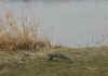 Squirrel_run.jpg (67767 bytes)