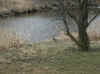 Squirrel_water.jpg (85833 bytes)