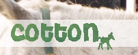 Cotton