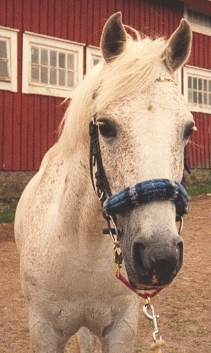 Huvudportr�tt igen