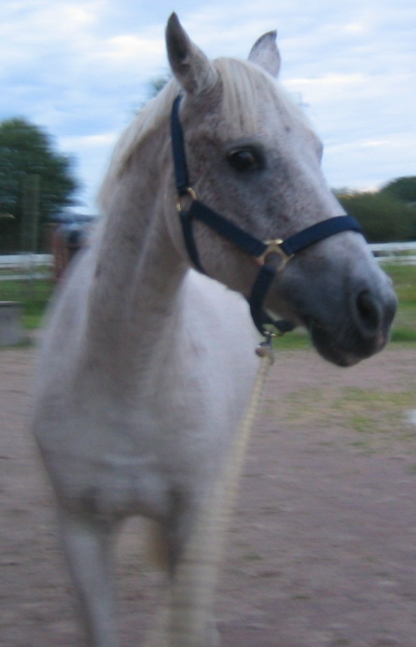 P� stallplanen