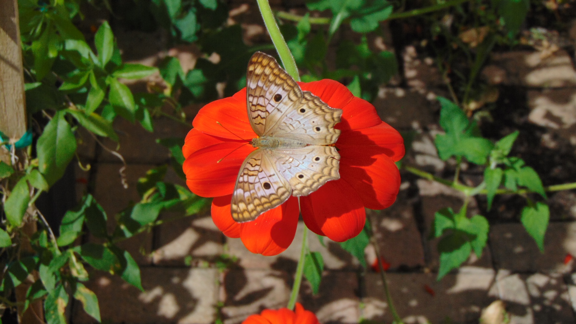 butterfly on orange flower