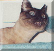 ~~~The Fang!! ~~~