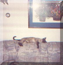 contented kitty