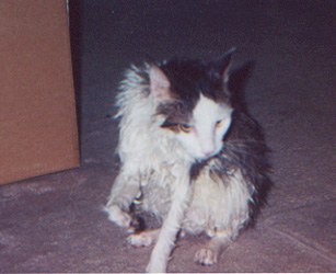 Skooter gets a bath!
