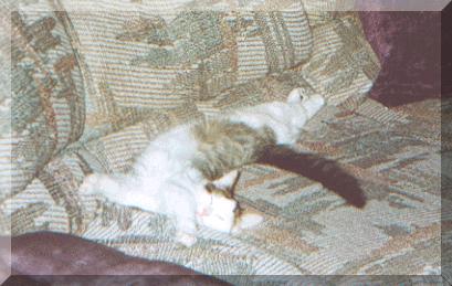 The Skooter Miester takes a nap