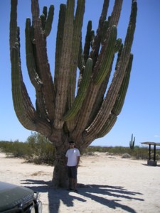 The Valley of the Giants in San Felipe, Mexico