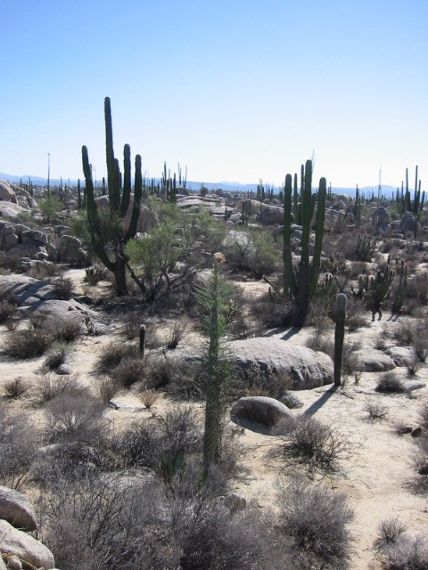 Desert