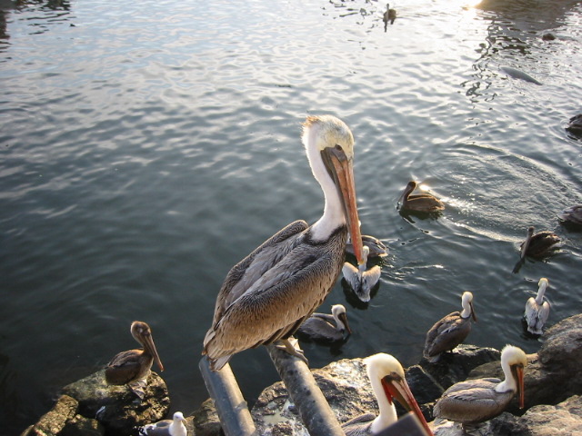 Pelican