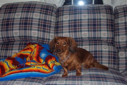 Copper watches the photographer