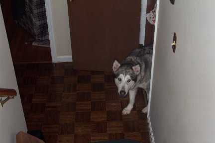 Sitka is curious about that person at the top of the stairs