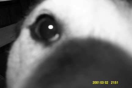 Sitka peers into the camera