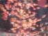 Web-Shite Lava-Lamp 1