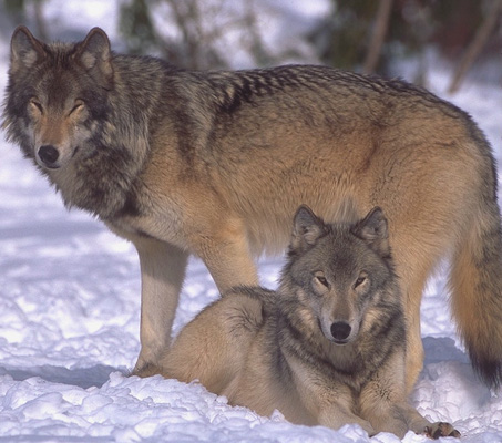 wolf036.jpg (77799 bytes)