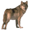 wolf.gif (18033 bytes)